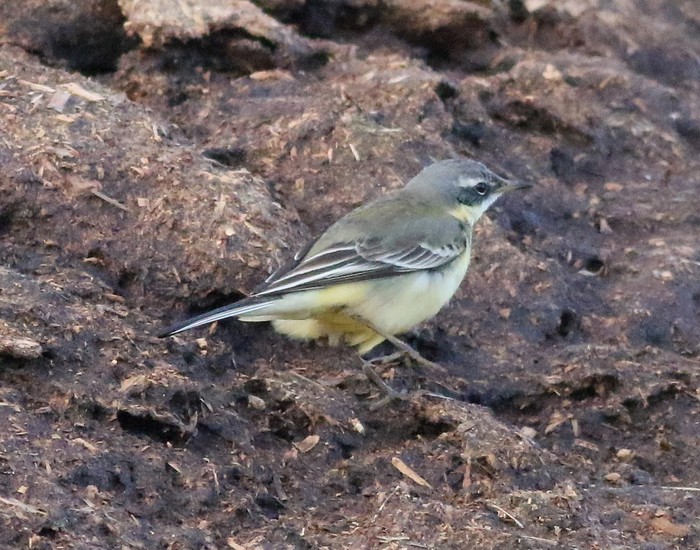Blue-headed Eastern Yellow Wagtail