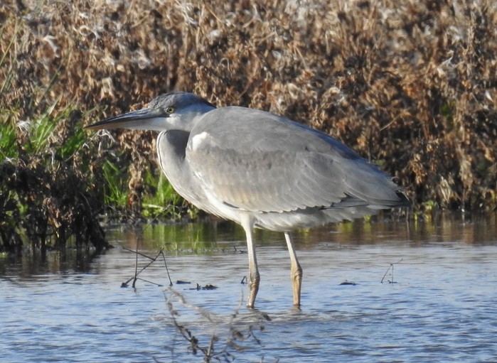 Grey Heron