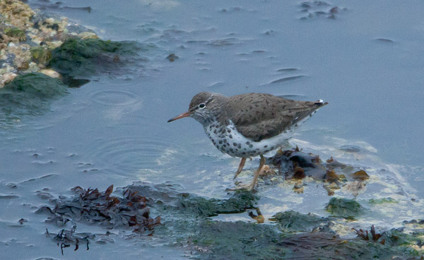 Spotted Sandpiper