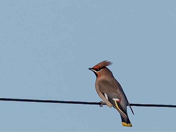 Waxwing