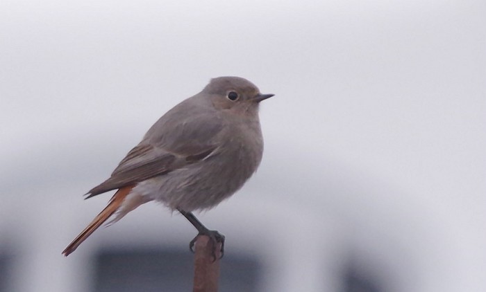 Black Redstart
