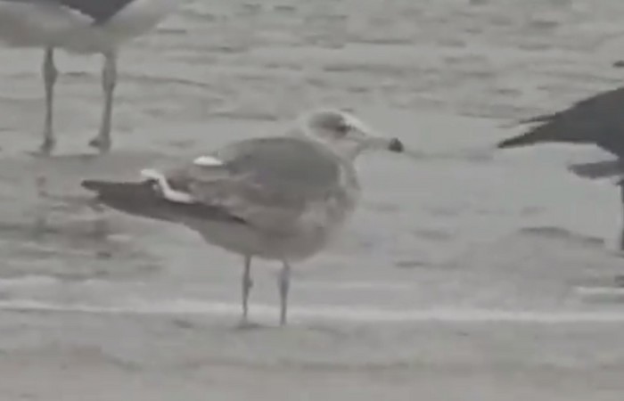 Black-tailed Gull
