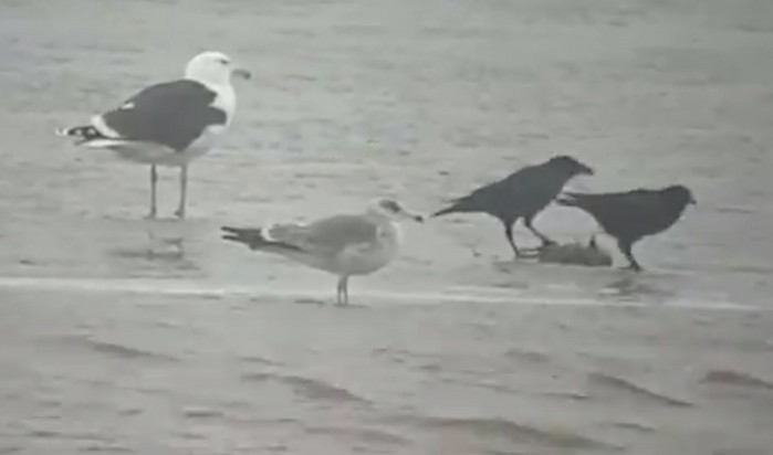 Black-tailed Gull