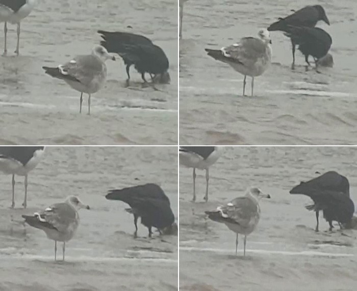Black-tailed Gull