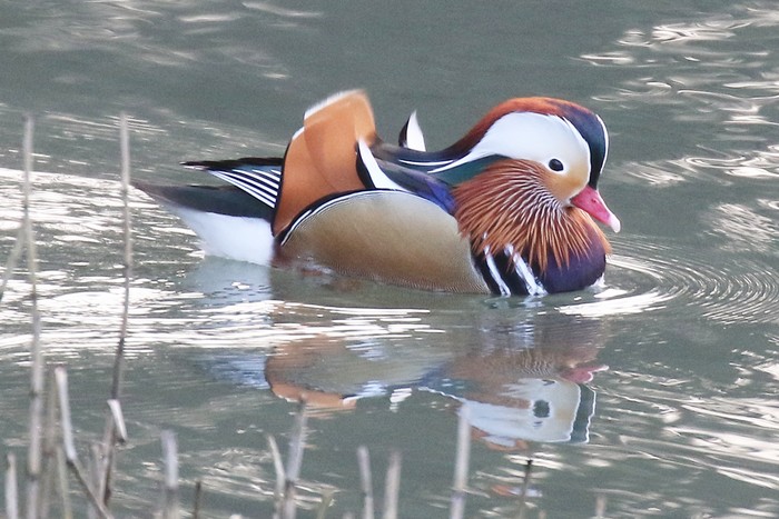 Mandarin
