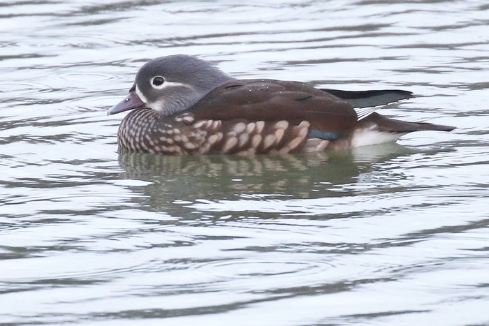 Mandarin