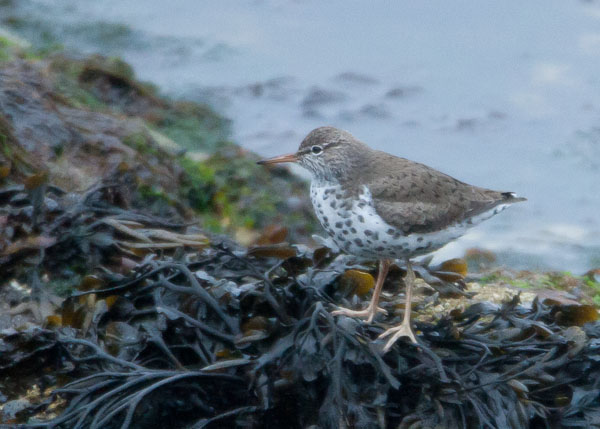 Spotted Sandpiper