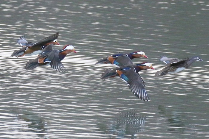 Mandarin