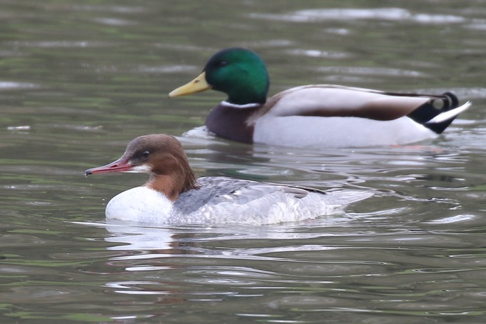 Goosander