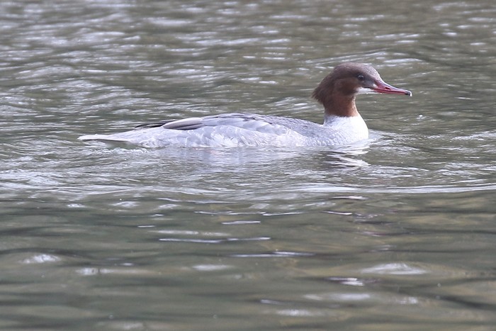 Goosander