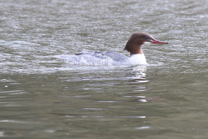 Goosander