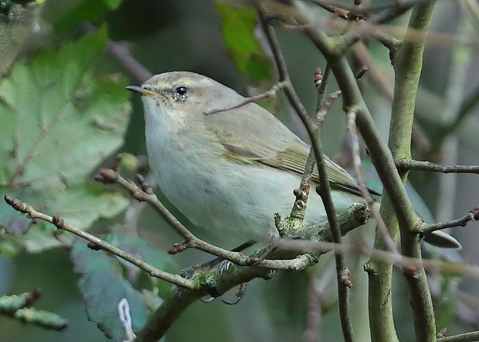 Siberian Chiffchaff