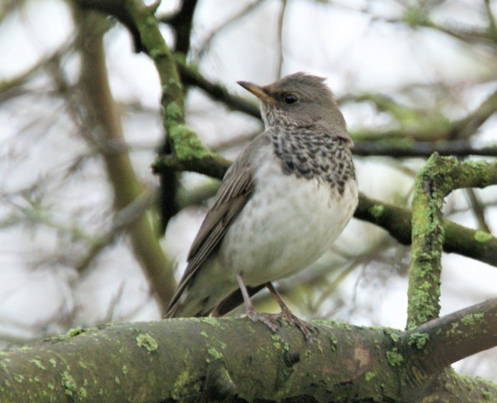 Black-throated Thrush