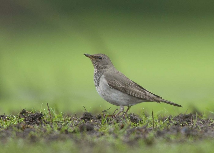 Black-throated Thrush