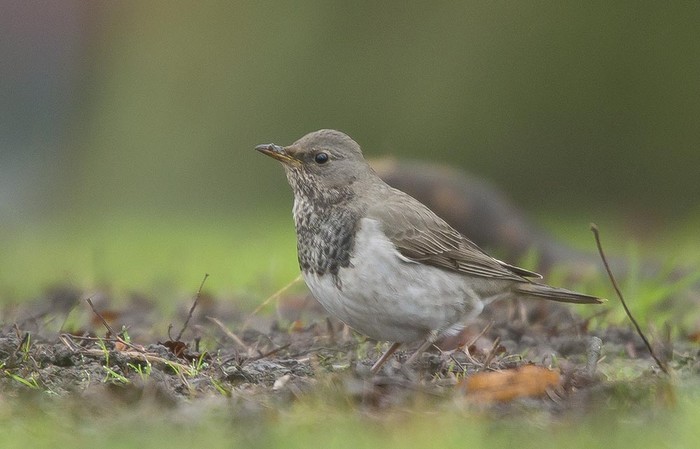 Black-throated Thrush