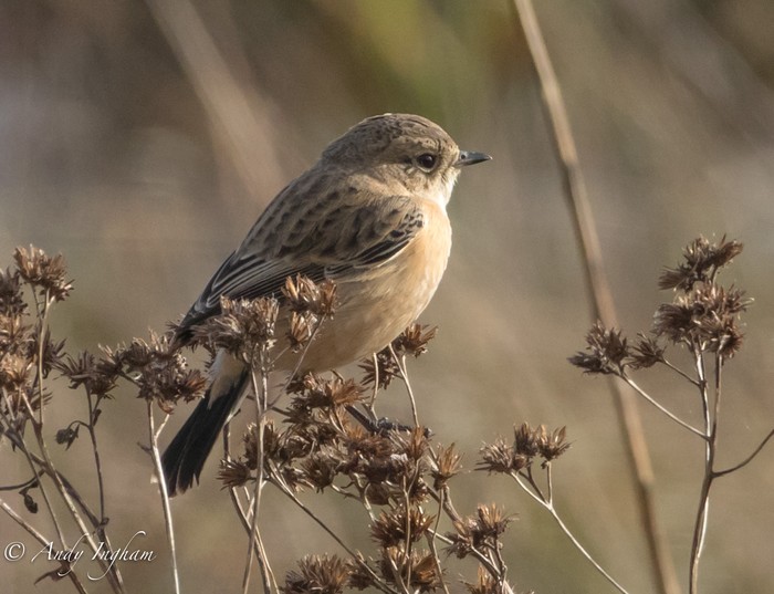 West Siberian Stonechat