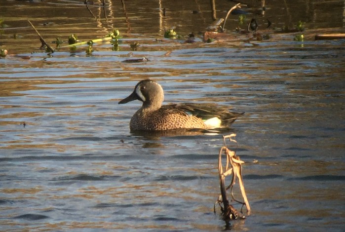 Blue-winged Teal