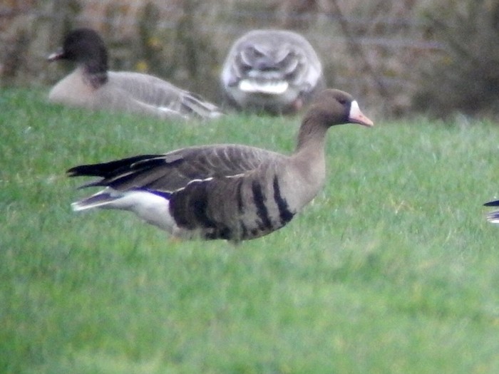 Russian White-fronted Goose