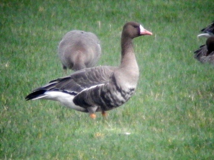 Russian White-fronted Goose