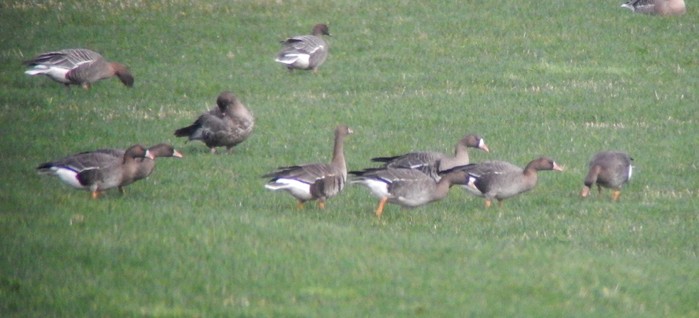 Russian White-fronted Goose
