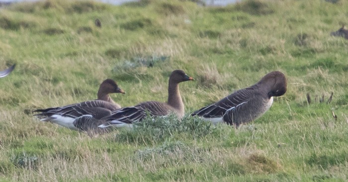 Tundra Bean Goose