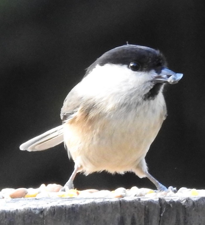 Willow Tit
