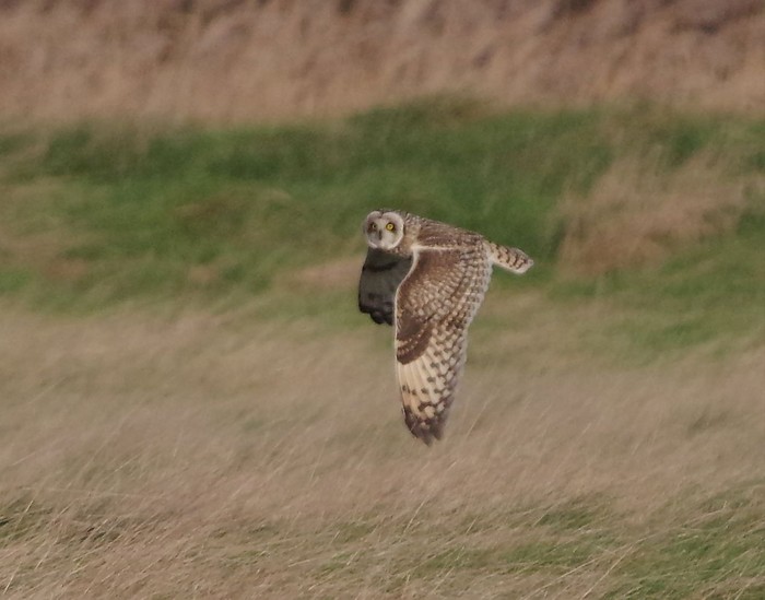 Short-eared Owl