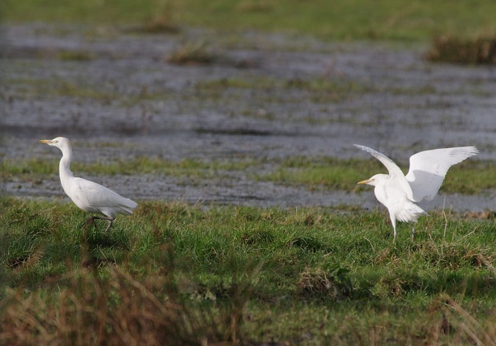 Cattle Egret