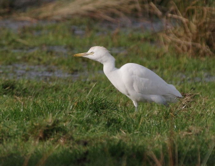 Cattle Egret