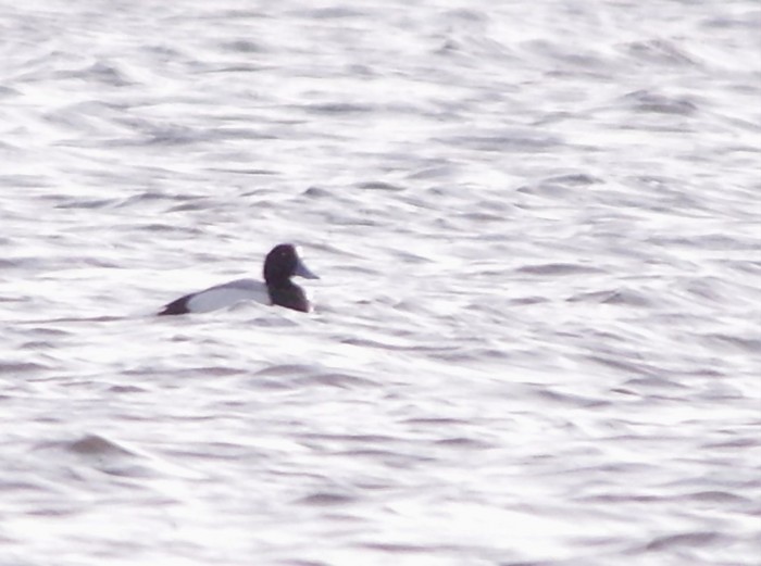 Scaup