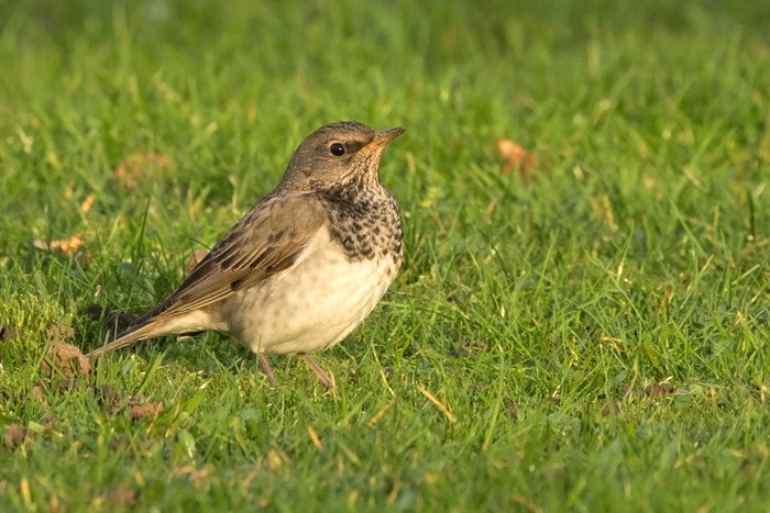Black-throated Thrush
