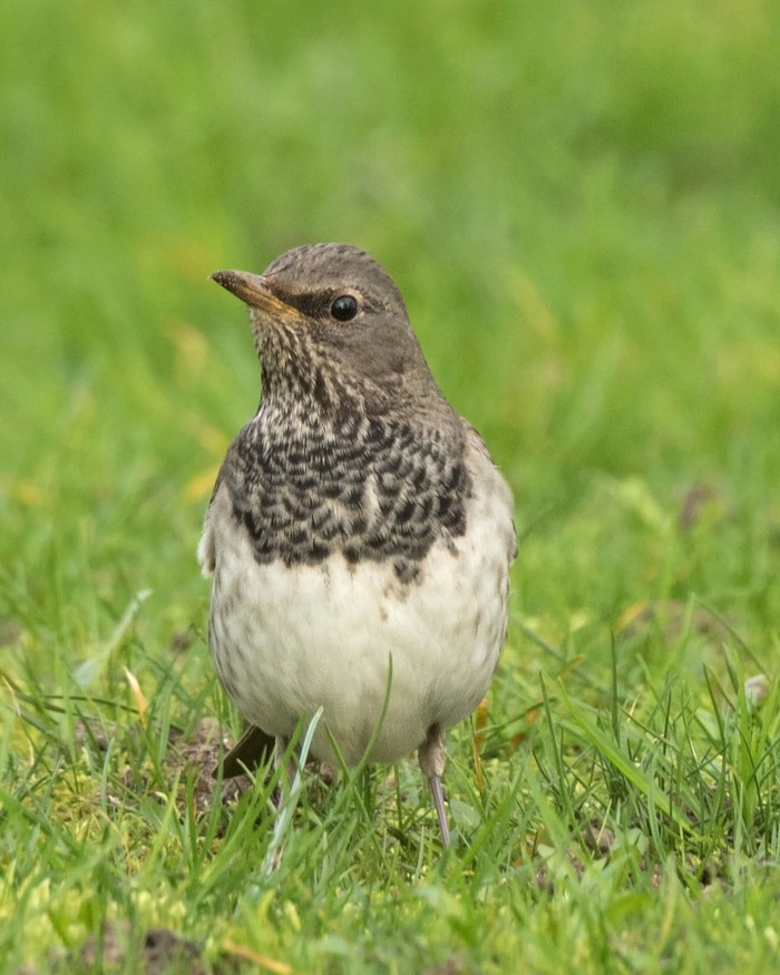 Black-throated Thrush