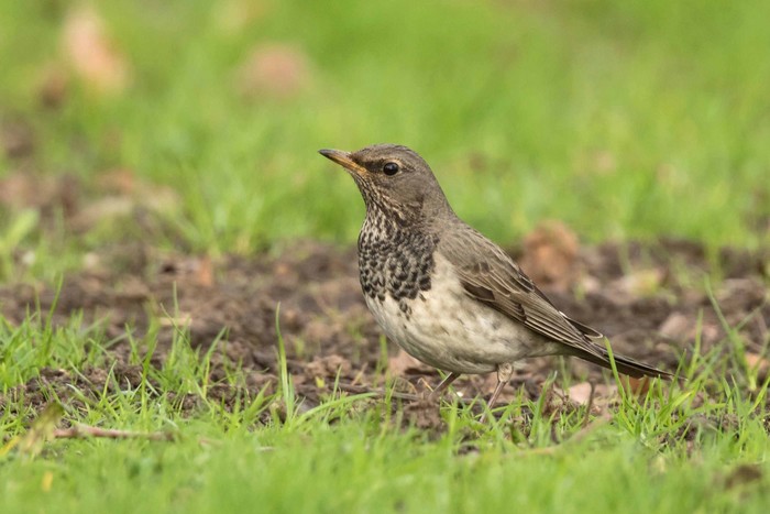 Black-throated Thrush