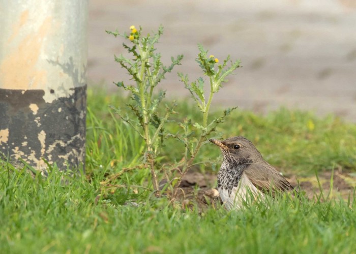 Black-throated Thrush