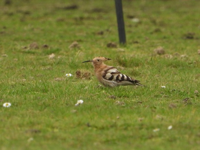 Hoopoe