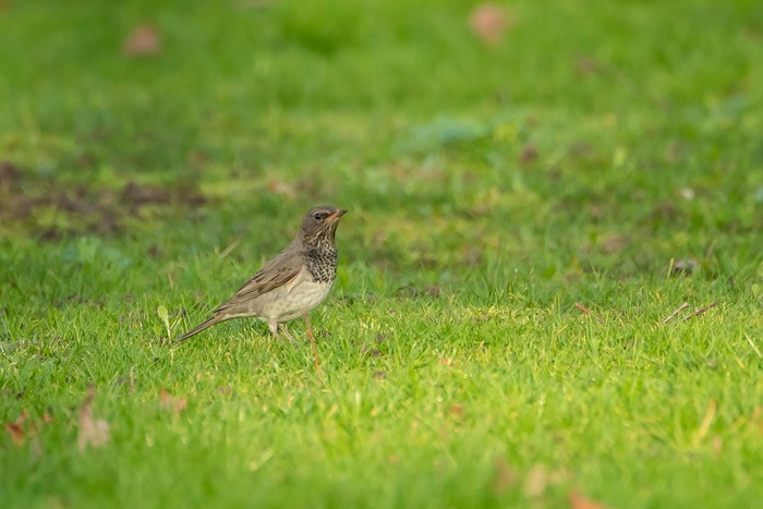 Black-throated Thrush