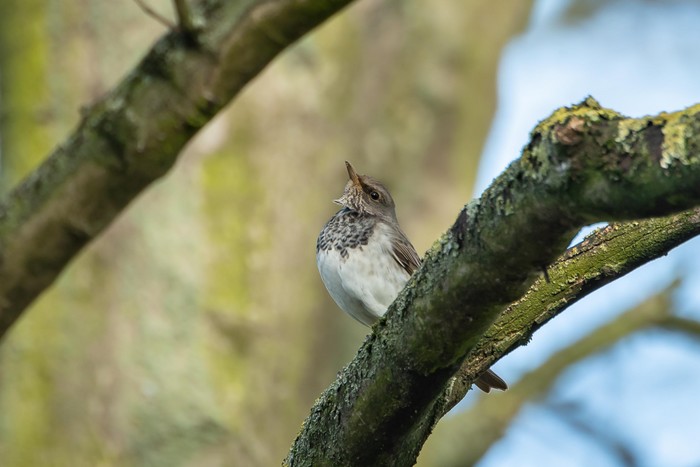 Black-throated Thrush