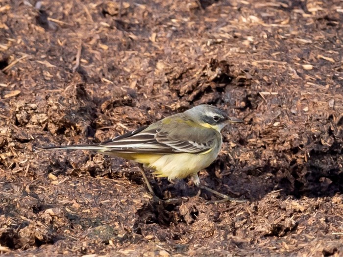Blue-headed Eastern Yellow Wagtail
