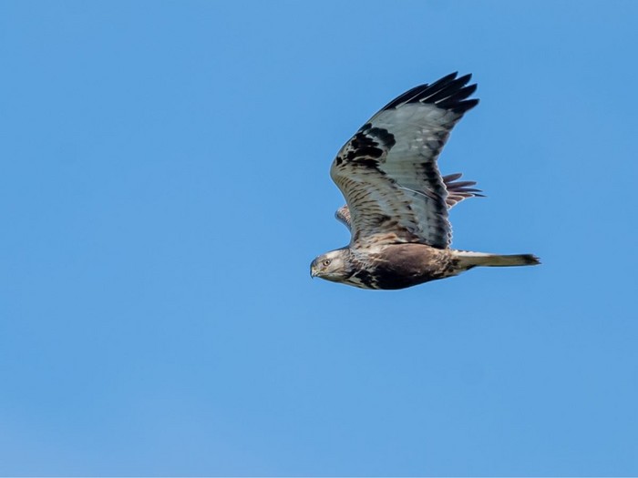 Rough-legged Buzzard