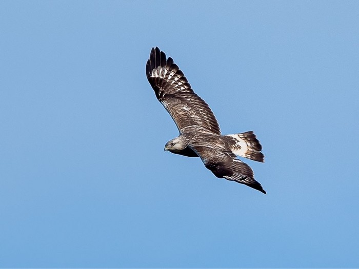 Rough-legged Buzzard