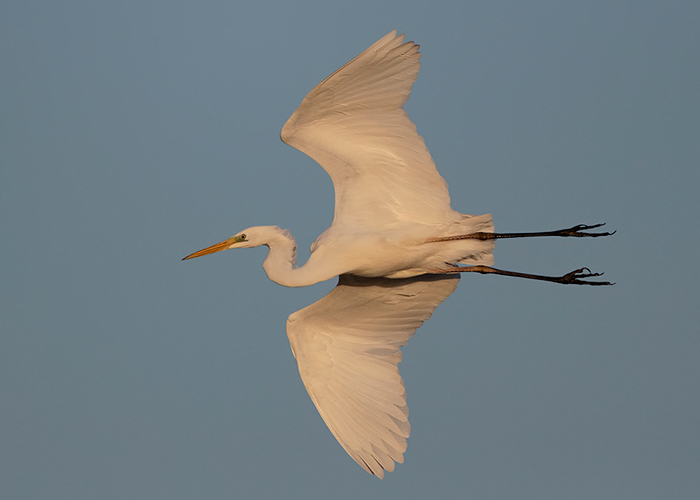 Great White Egret