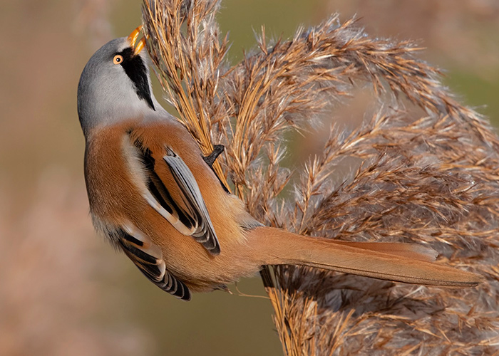 Bearded Tit