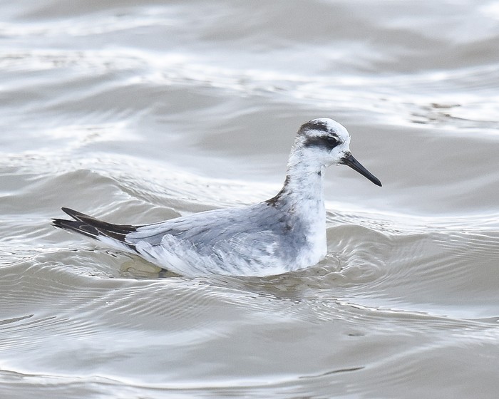 Grey Phalarope