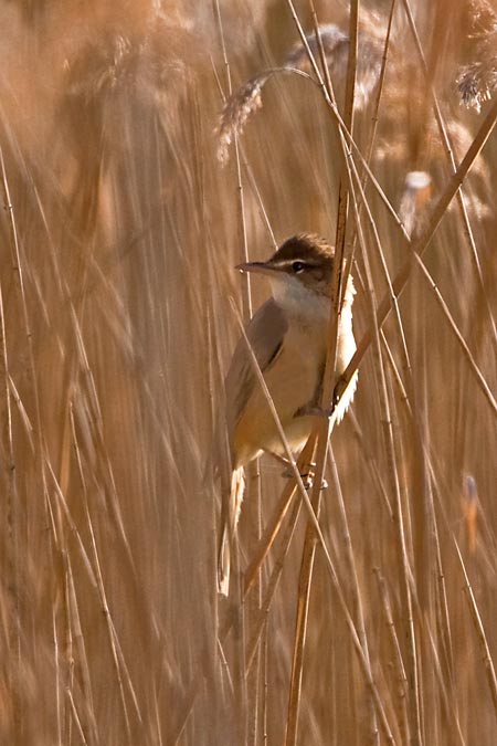 Great Reed Warbler