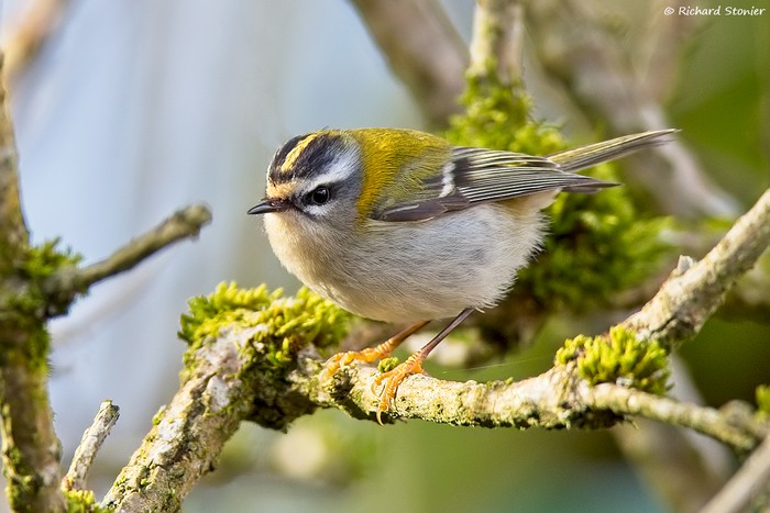 Firecrest