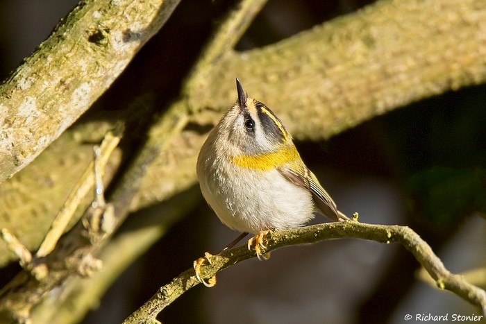 Firecrest