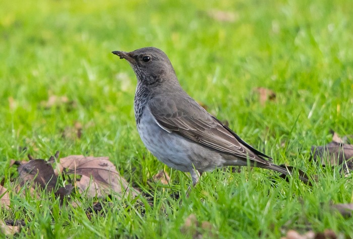 Black-throated Thrush