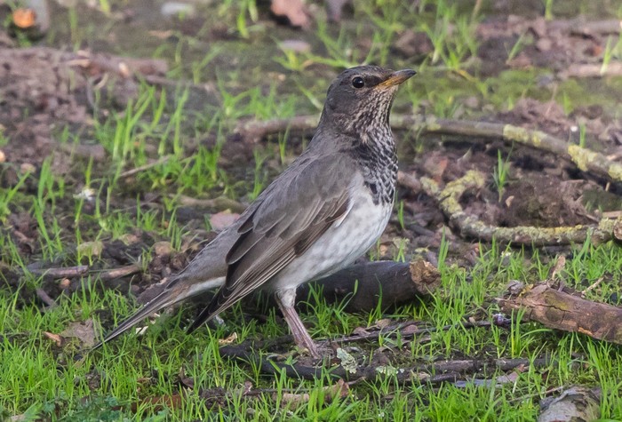 Black-throated Thrush