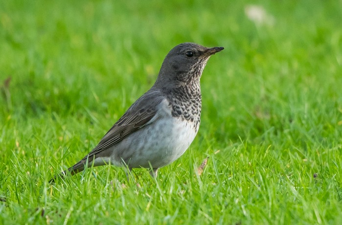 Black-throated Thrush