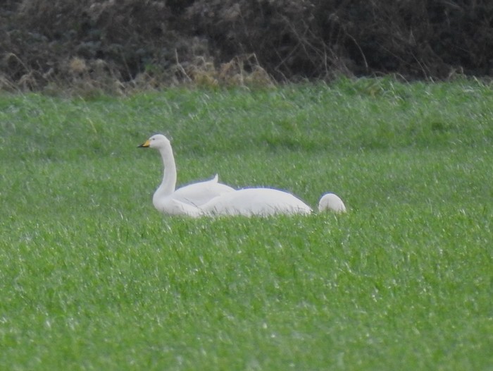 Whooper Swan